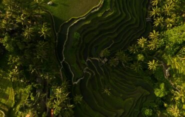 Tegalalang Rice Terraces Bali travel