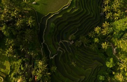 Tegalalang Rice Terraces Bali travel