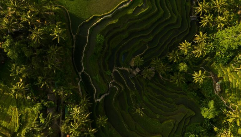 Tegalalang Rice Terraces Bali travel